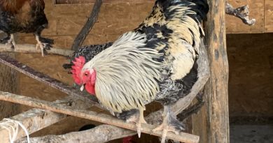Чудо-ослики Каралезской долины и другие сельские обитатели — фото 7