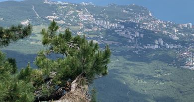 Супер-тур: гора Ай-Петри, замок Ласточкино гнездо и Харакс — фото 17