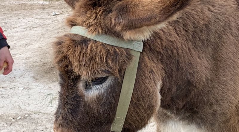Фото Чудо-ослики Каралезской долины и другие сельские обитатели - вид 10