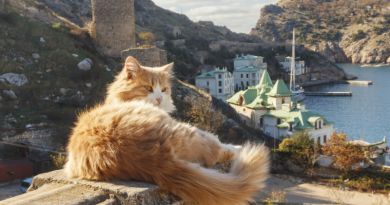 Морская прогулка в Балаклаве с выходом в открытое море и купанием — фото 14