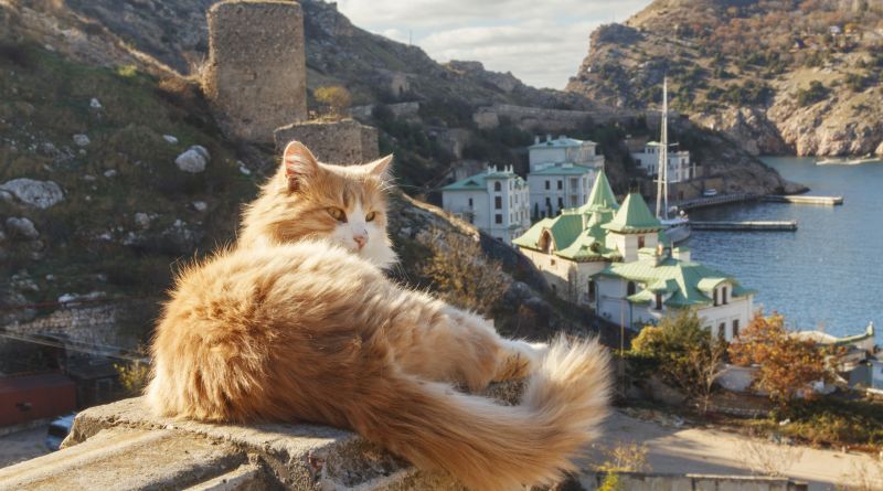 Фото Морская прогулка в Балаклаве с выходом в открытое море и купанием - вид 14
